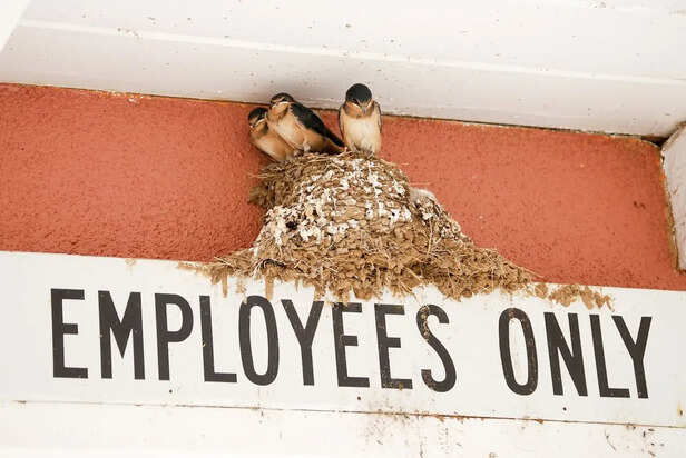 Bird Nest On A Building Ledge
