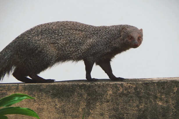 Malabar Civet Walking Through Forest Darkness