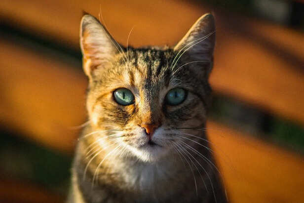 Cat Observing Human Calmly With Focused Eyes