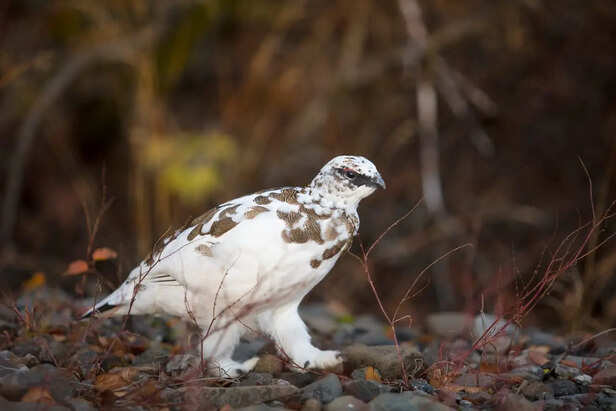 White Ptarmigan Blending Into Snow