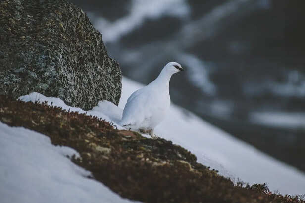 Ptarmigan in Rocky Alpine Terrain