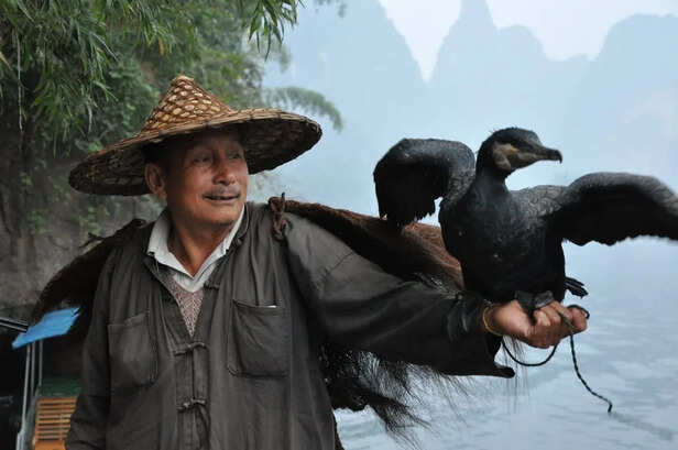 Cormorant Fishing In Ancient China