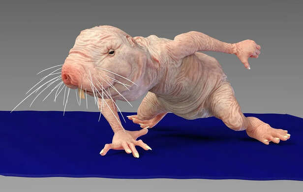 Naked Mole Rat Inside Underground Tunnel