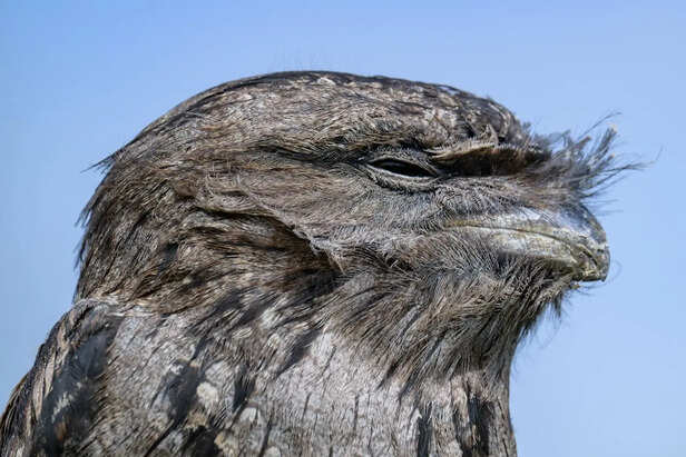 Tawny Frogmouth Blending Into Tree