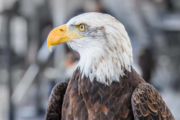 The Bald Eagle Flying Above Mountains