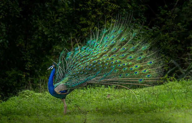The Peacock Displaying Its Feathers