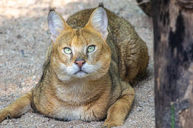Iriomote Cat Walking Through Forest