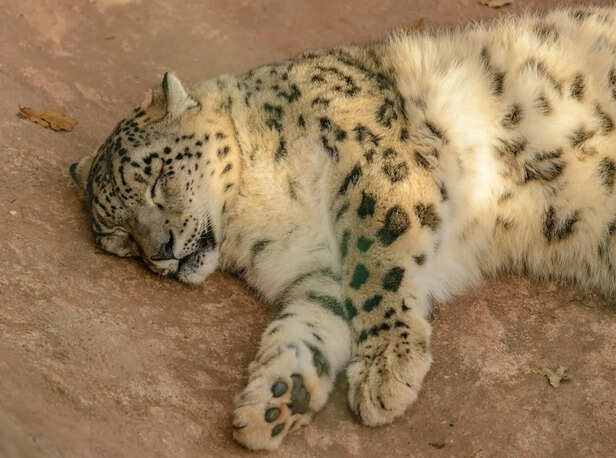 Snow Leopard In Himalayan Mountains