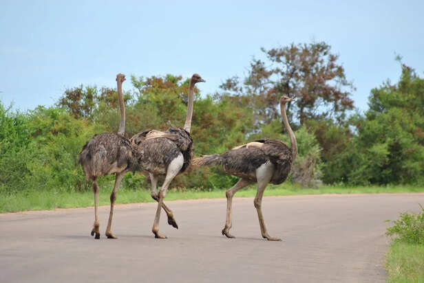 Massive Ostrich Standing In African Grassland