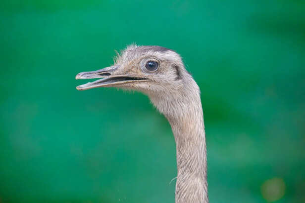Defensive Ostrich Raising Powerful Legs