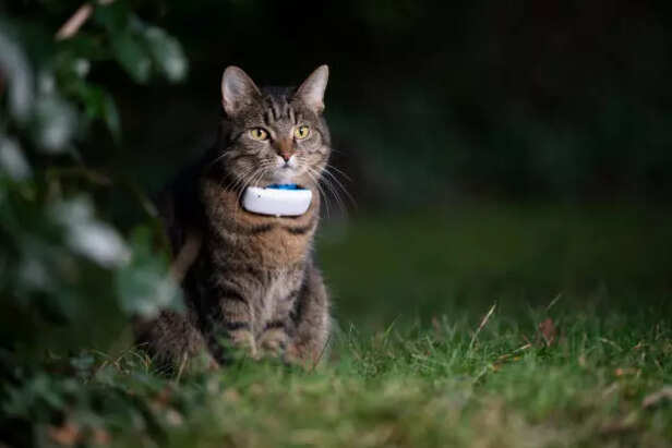 GPS tracker ( Image Sour