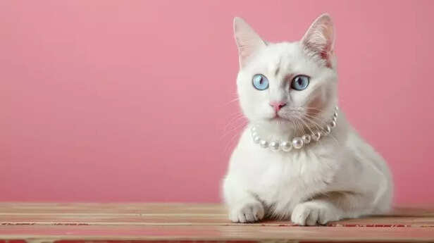 The Jewel-Eyed Cat ( Imag