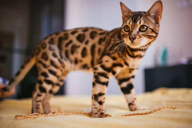 The Miniature Tiger ( Ima