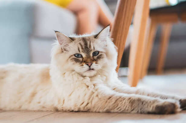 The Whimsical Curly Cat (