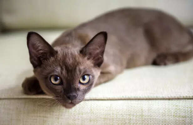 The Velcro Cat With a Hea