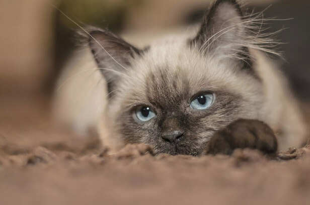 The Chatty Companion ( So