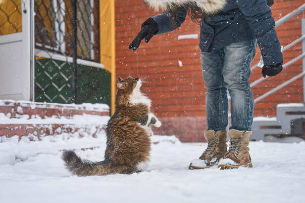 Your cat's affection is r