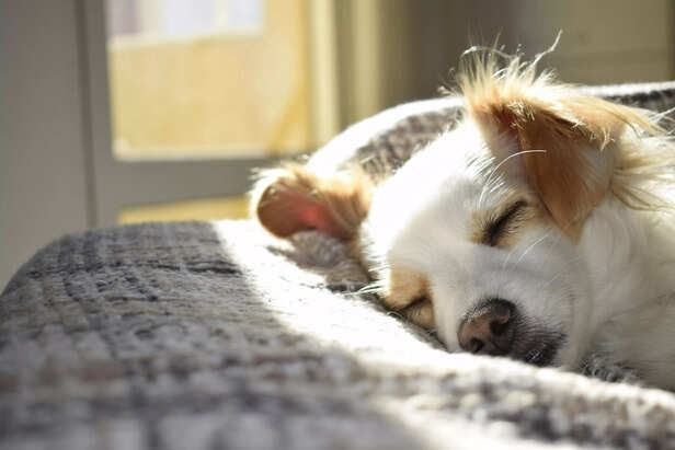Dreaming