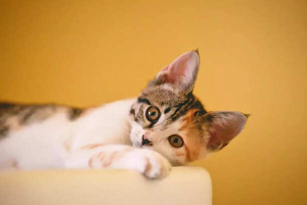 Cat Starring