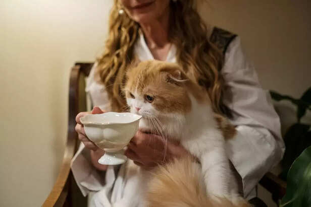 Hungry Cat