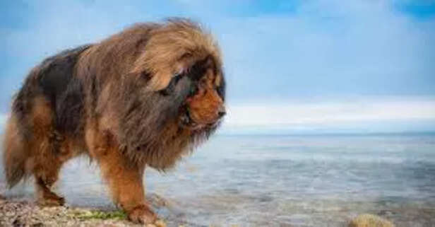 Most expensive breed