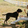 The One Training Hack That Will Make Your Dog Obey Instantly!