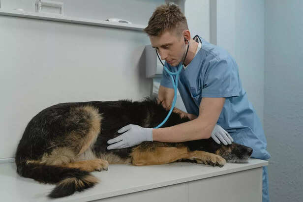 Consult a Vet