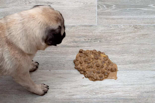 Symptoms of Food Allergie