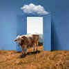 5 Surprising Benefits of Owning a Cow—#3 Will Shock You!