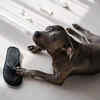 View of Is Your Dog Overstimulated? Watch for These Signs!