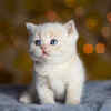 Can You Really Calm Your Anxious Cat in Minutes? Try These Tricks!