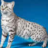 These Egyptian Cat Breeds