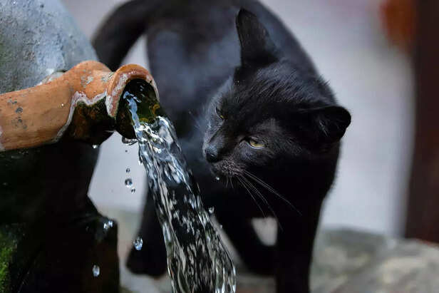 Cats Should Drink Water