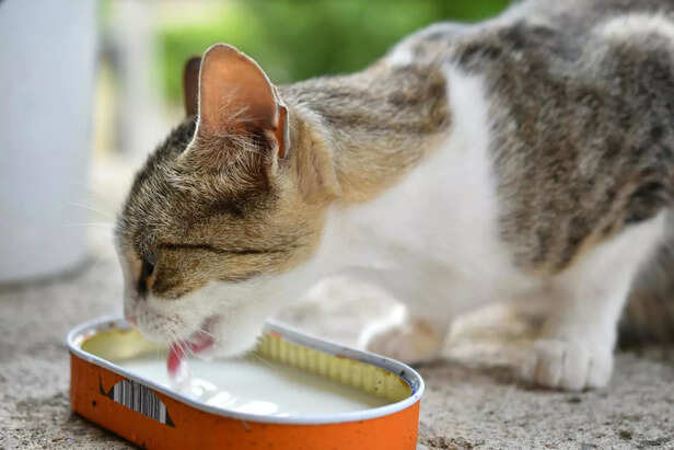 Myth of Cats Loving Milk