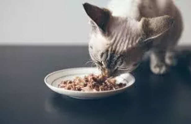 Do Cats Need Milk