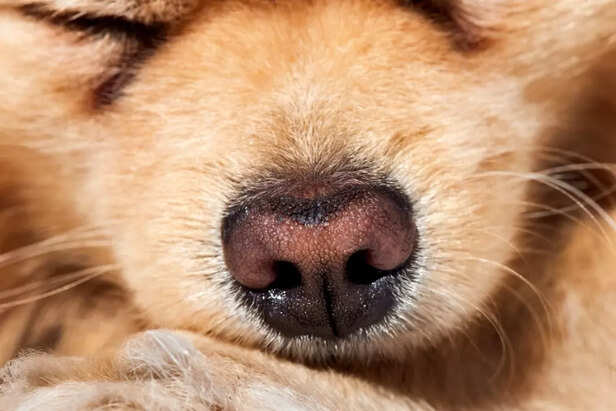 Image Div