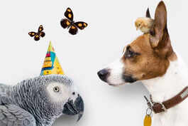 Famous Pets You Never Kne