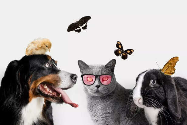 Image Div