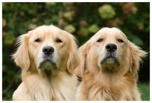 Image Div