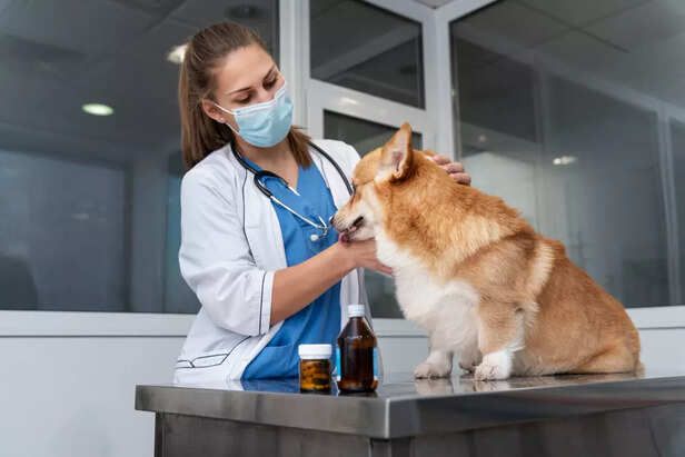 Pet Supplements
