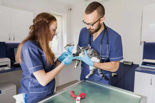 injection for dogs