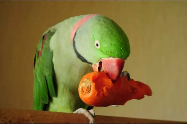Image Div