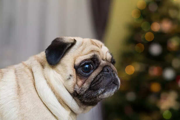 Doug the Pug