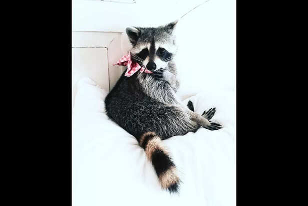 Pumpkin the Raccoon