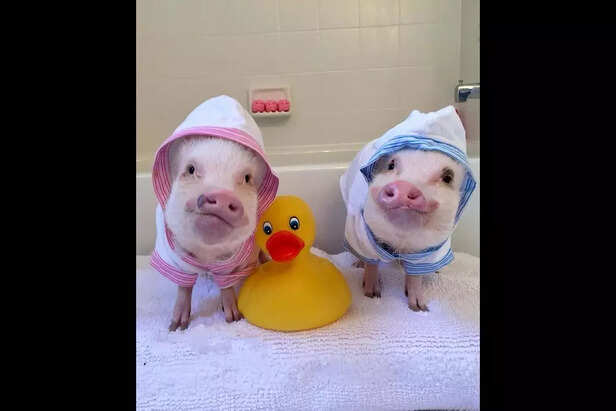 Prissy and Pop