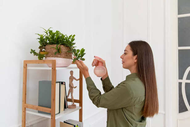 Safe house plants for bir