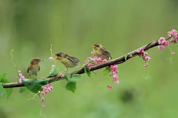 Bird-Friendly Plant Envir