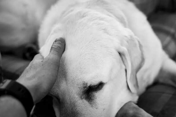 healing tails, healing he