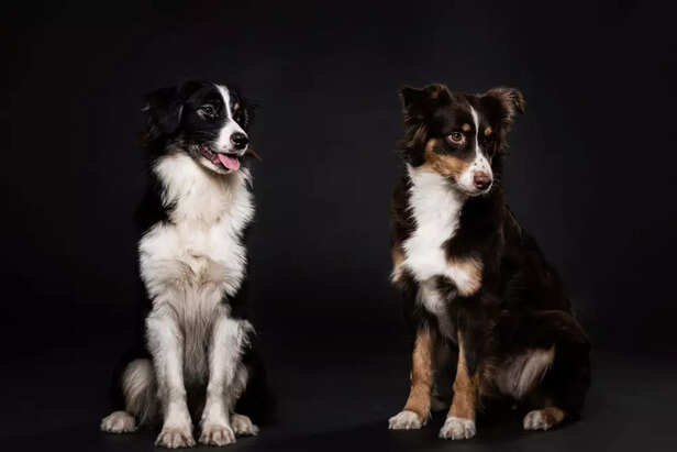 Image Div