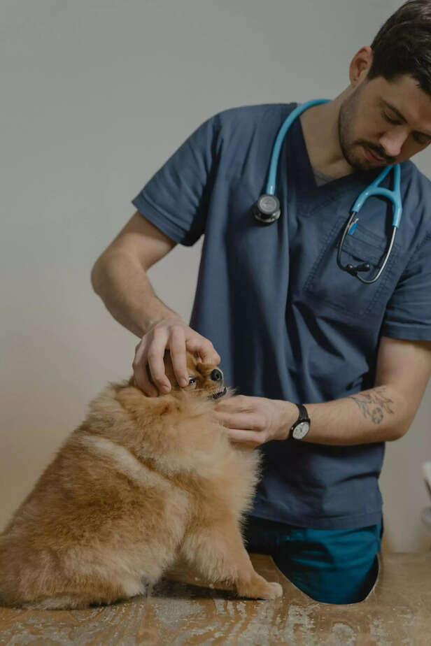 sick pet